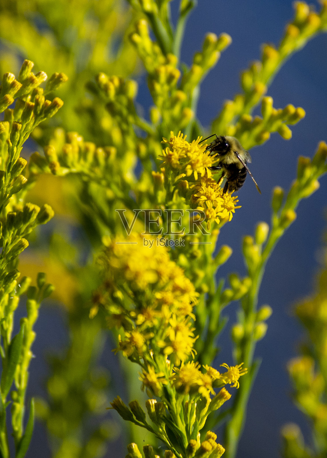 大黄蜂在秋麒麟草属植物照片摄影图片