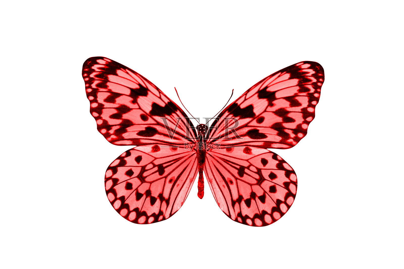 热带红蝴蝶。孤立在白色照片摄影图片