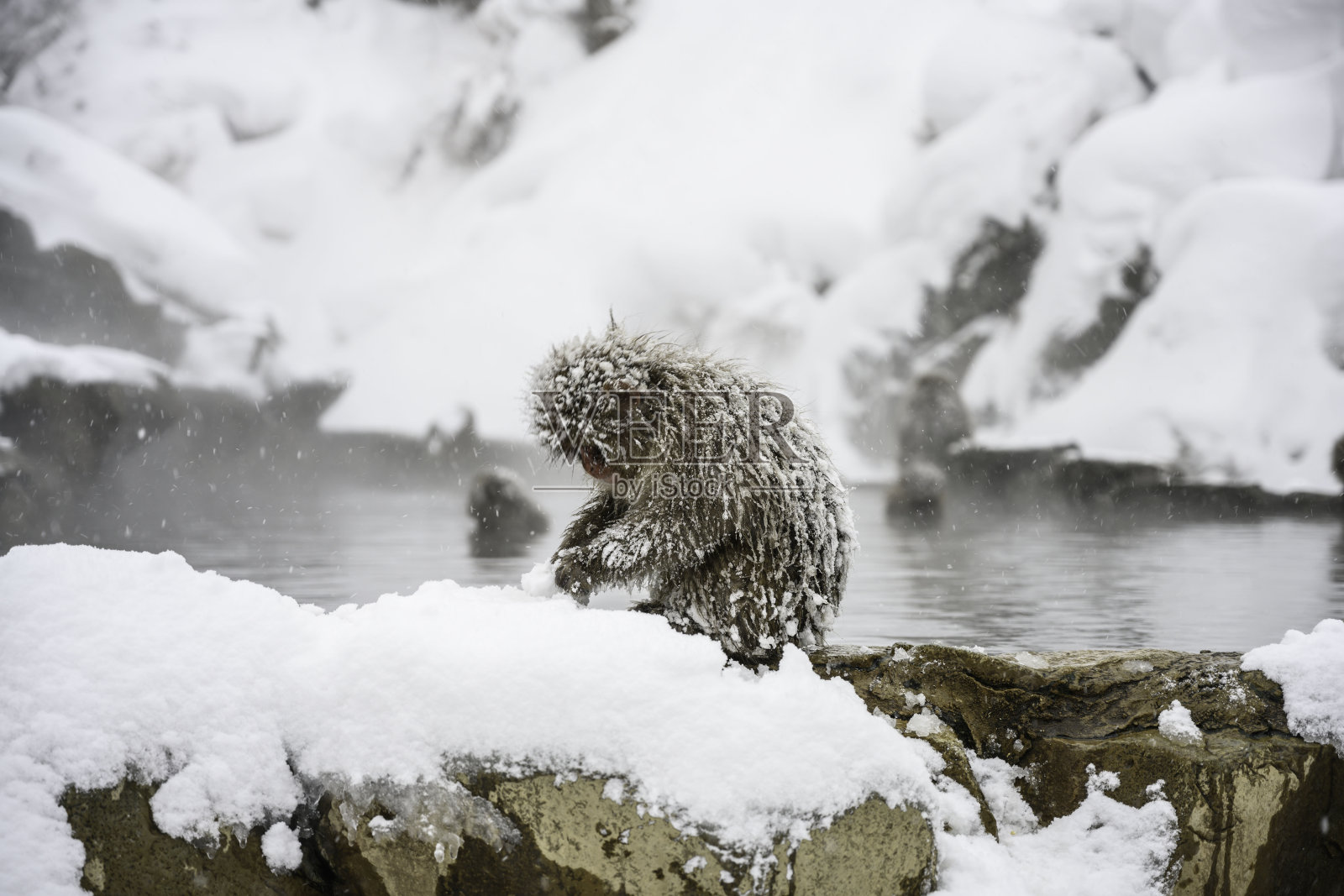 雪猴采摘食物吃照片摄影图片