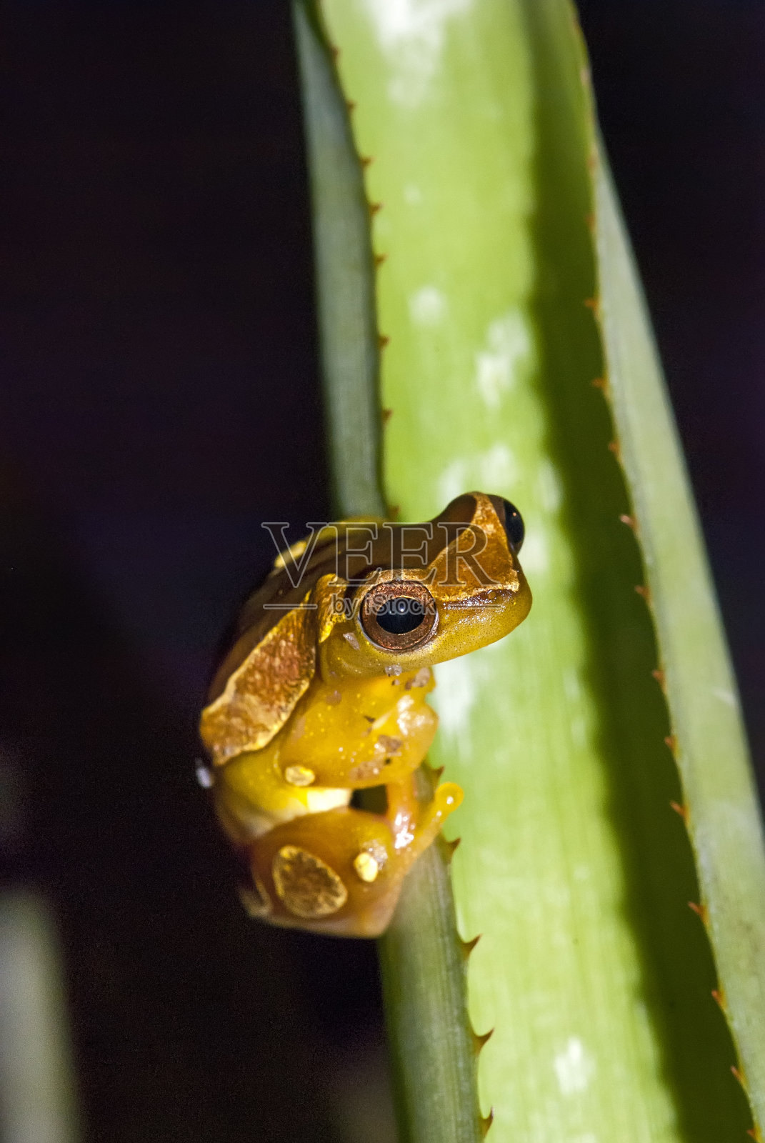 在圣埃斯皮里图的瓜拉帕里拍摄的优雅森林树蛙照片摄影图片