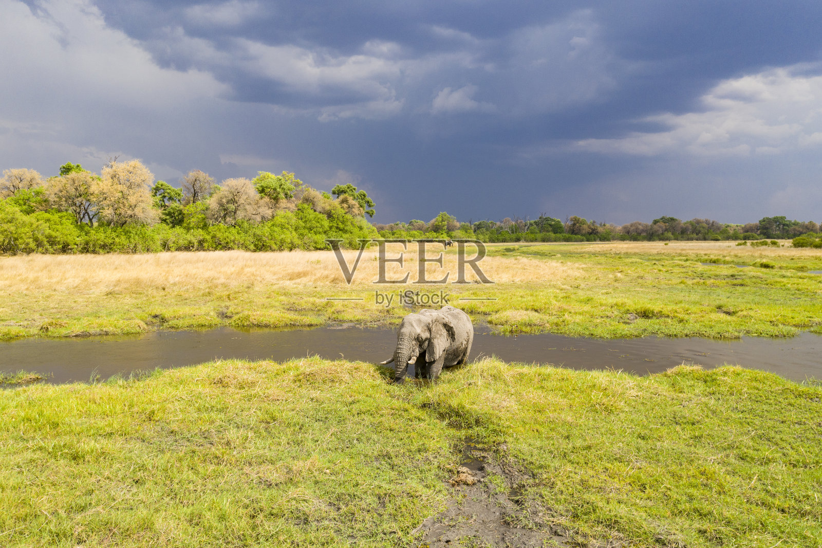 鸟瞰图的雄性大象，奥卡万戈三角洲，博茨瓦纳，非洲照片摄影图片