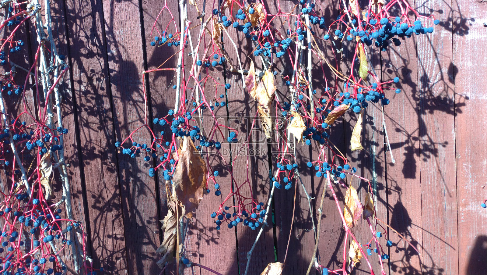 干葡萄在勃艮第篱笆。秋天的组成、浪漫照片摄影图片