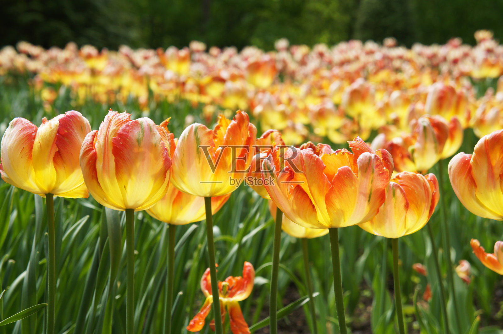黄色和橙色鲜艳的郁金香花与绿色照片摄影图片