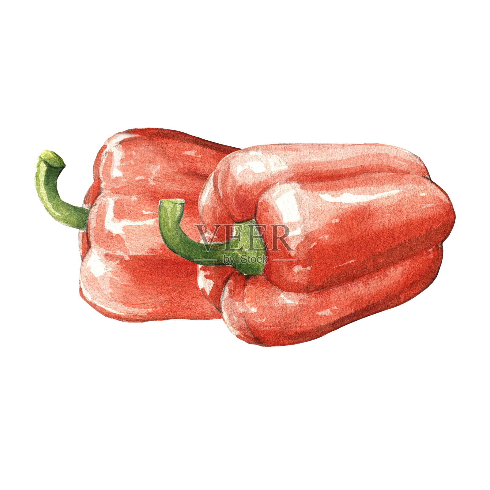 红钟甜椒水彩插图在白色的背景插画图片素材