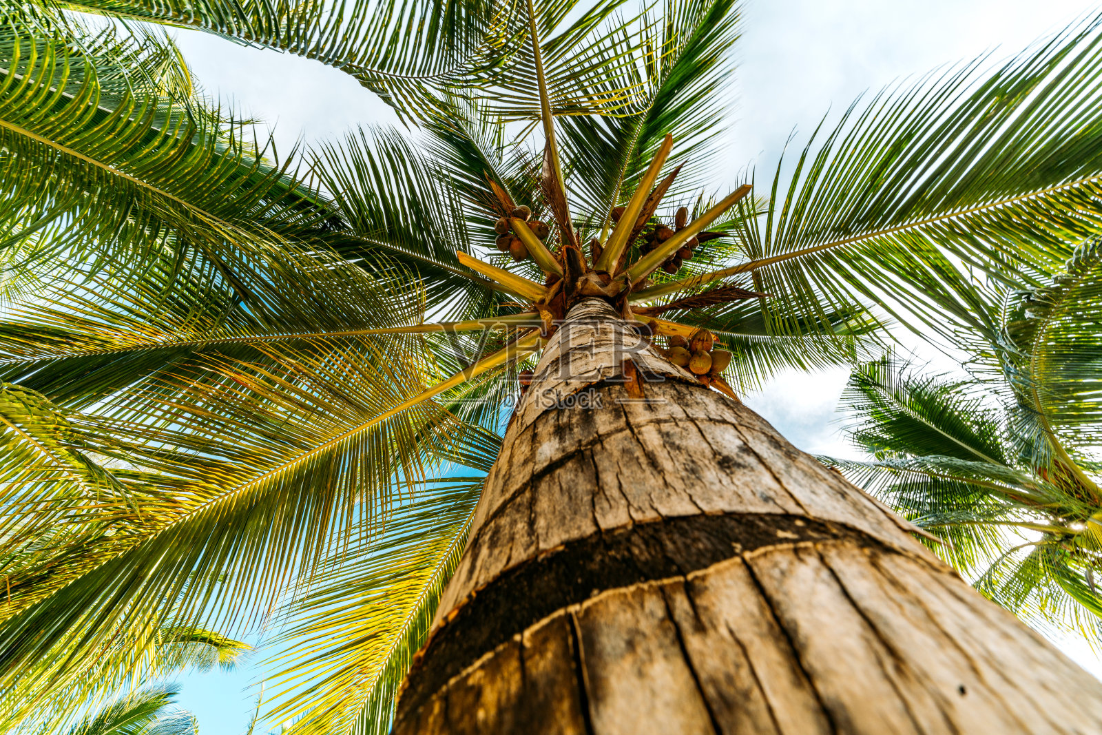 天空下的热带棕榈树照片摄影图片