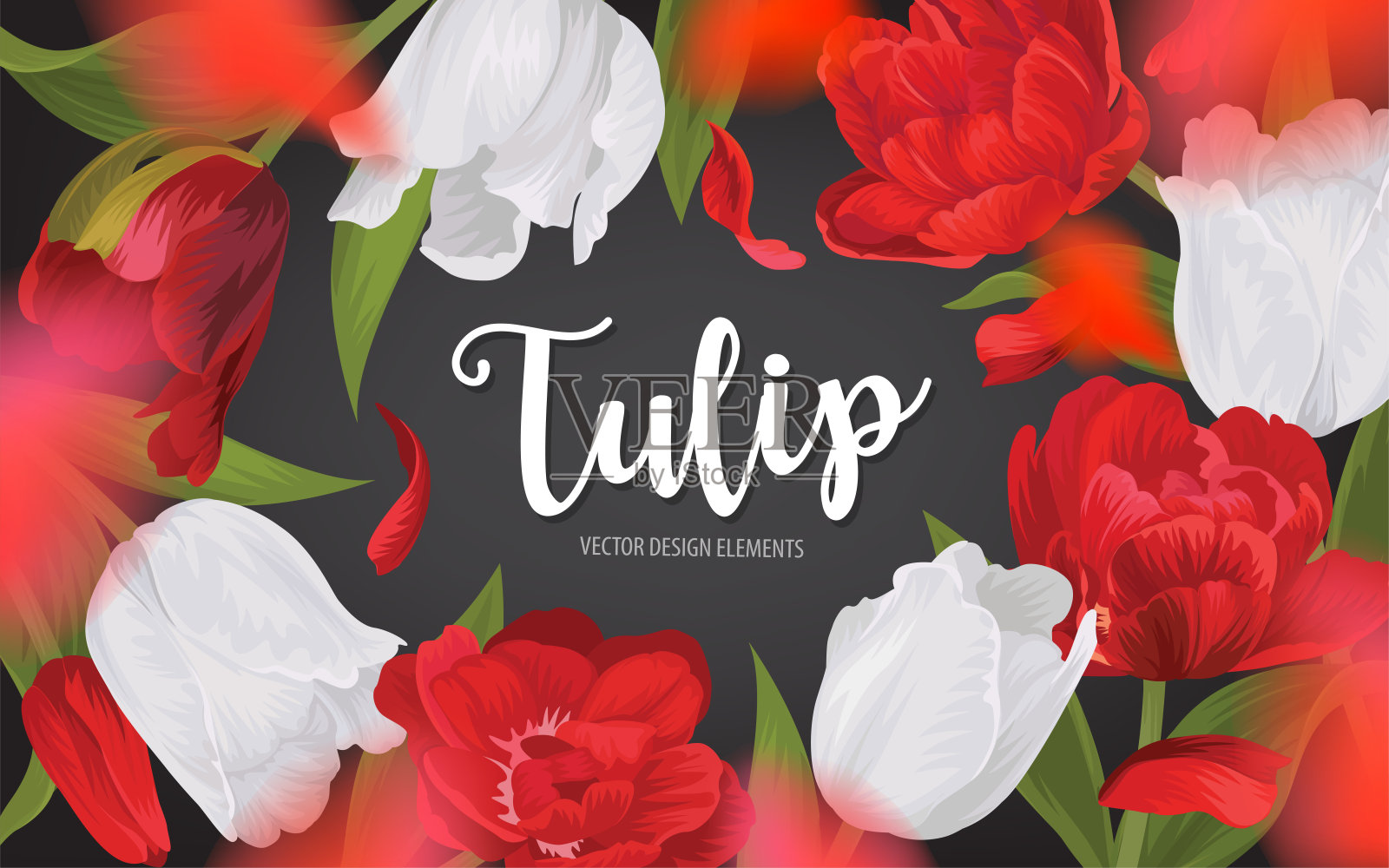 盛开的美丽的红色与白色郁金香花的背景模板。插画图片素材