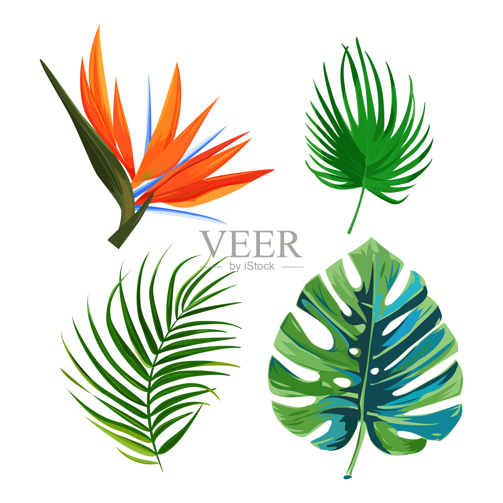 白色背景上孤立的植物。棕榈叶、天堂鸟、苍蝇子叶。插画图片素材