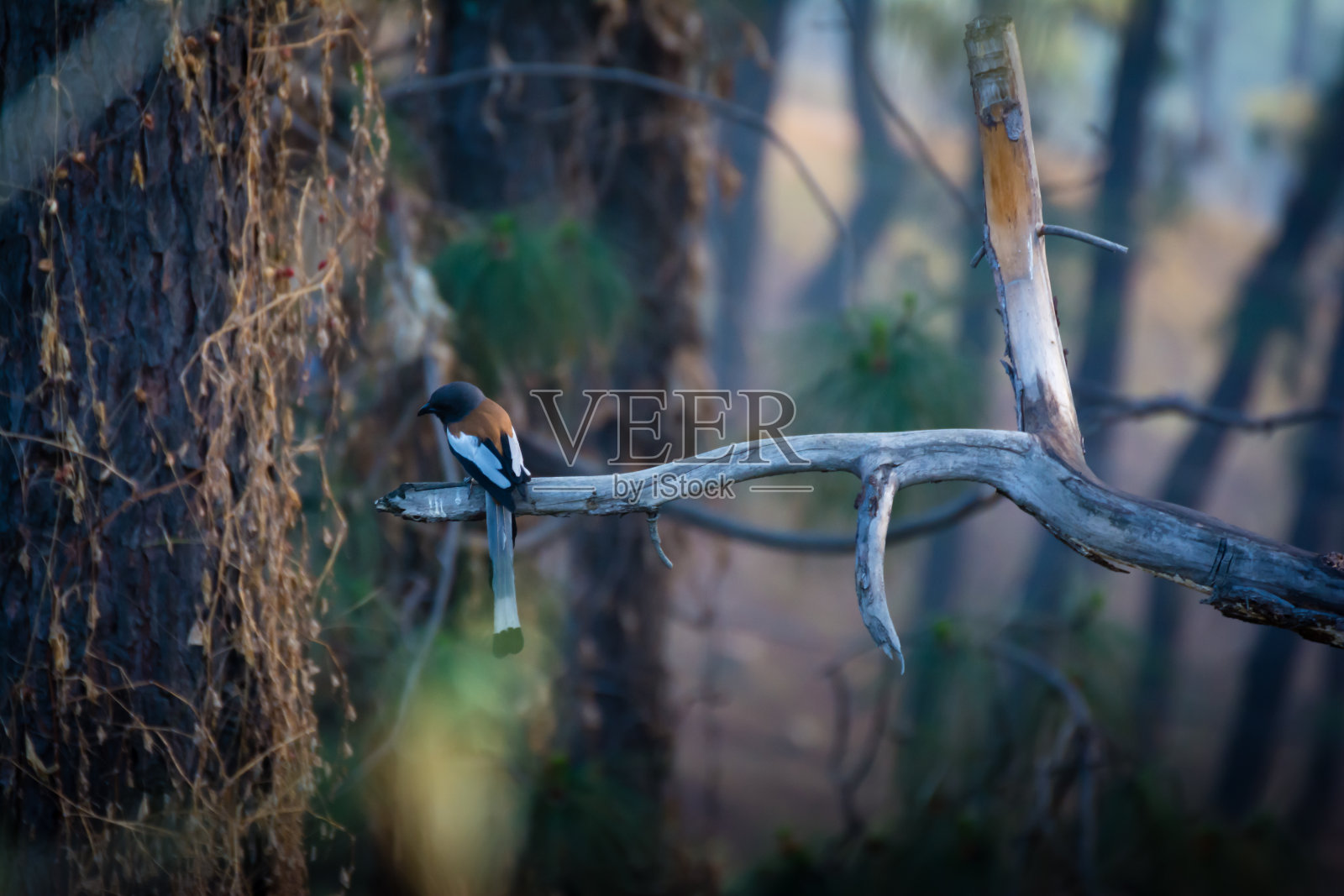 树枝上的长尾鸟照片摄影图片