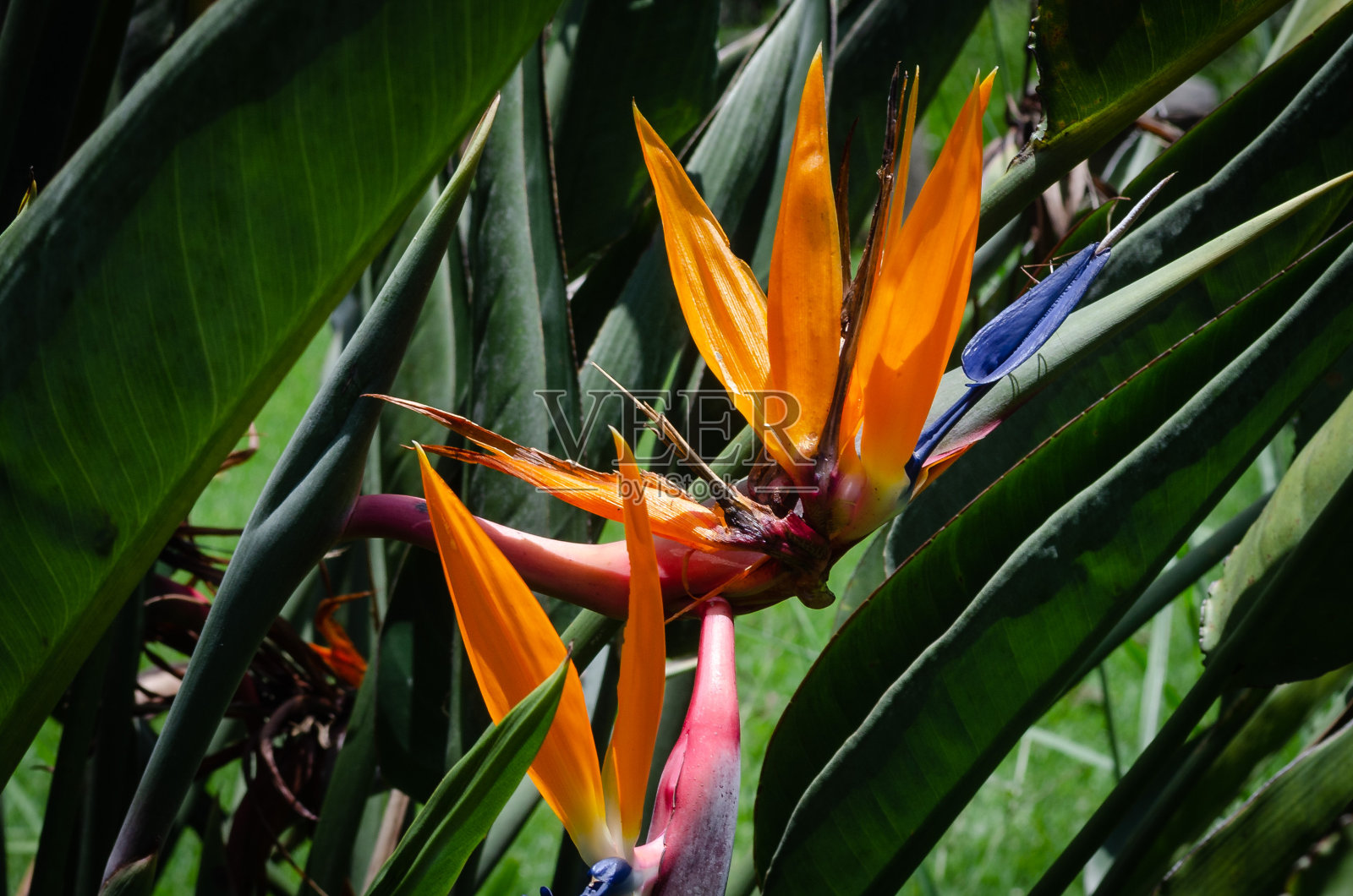 奇异的热带花朵照片摄影图片