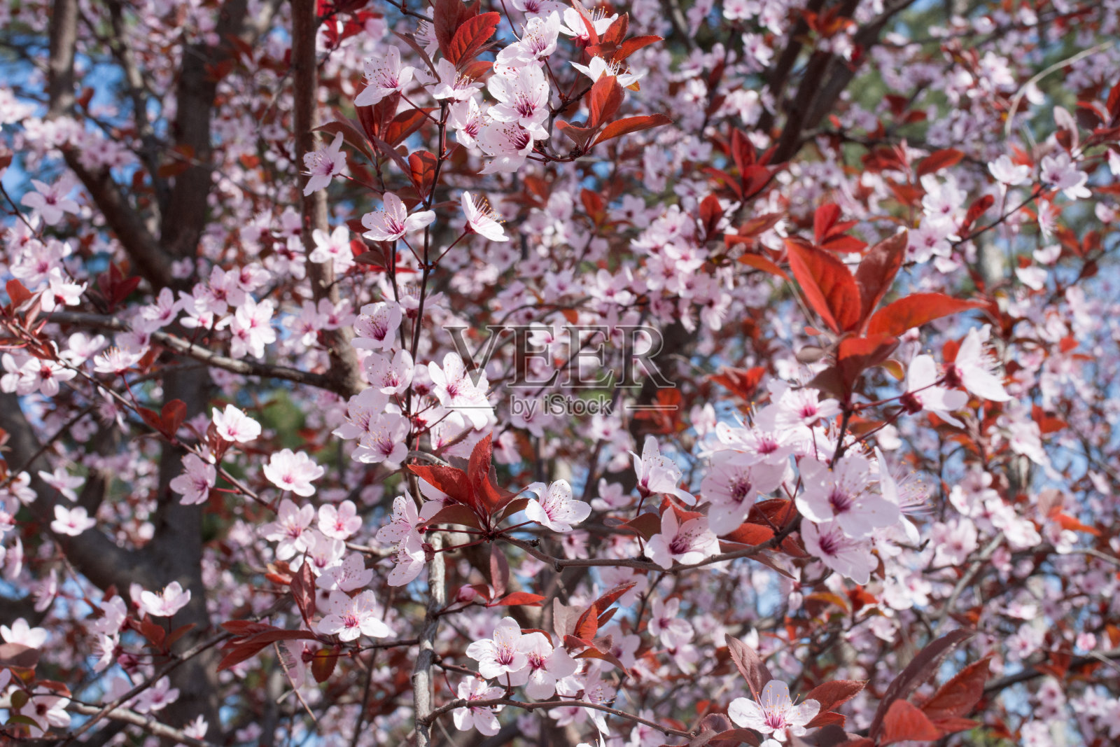 樱花盛开照片摄影图片
