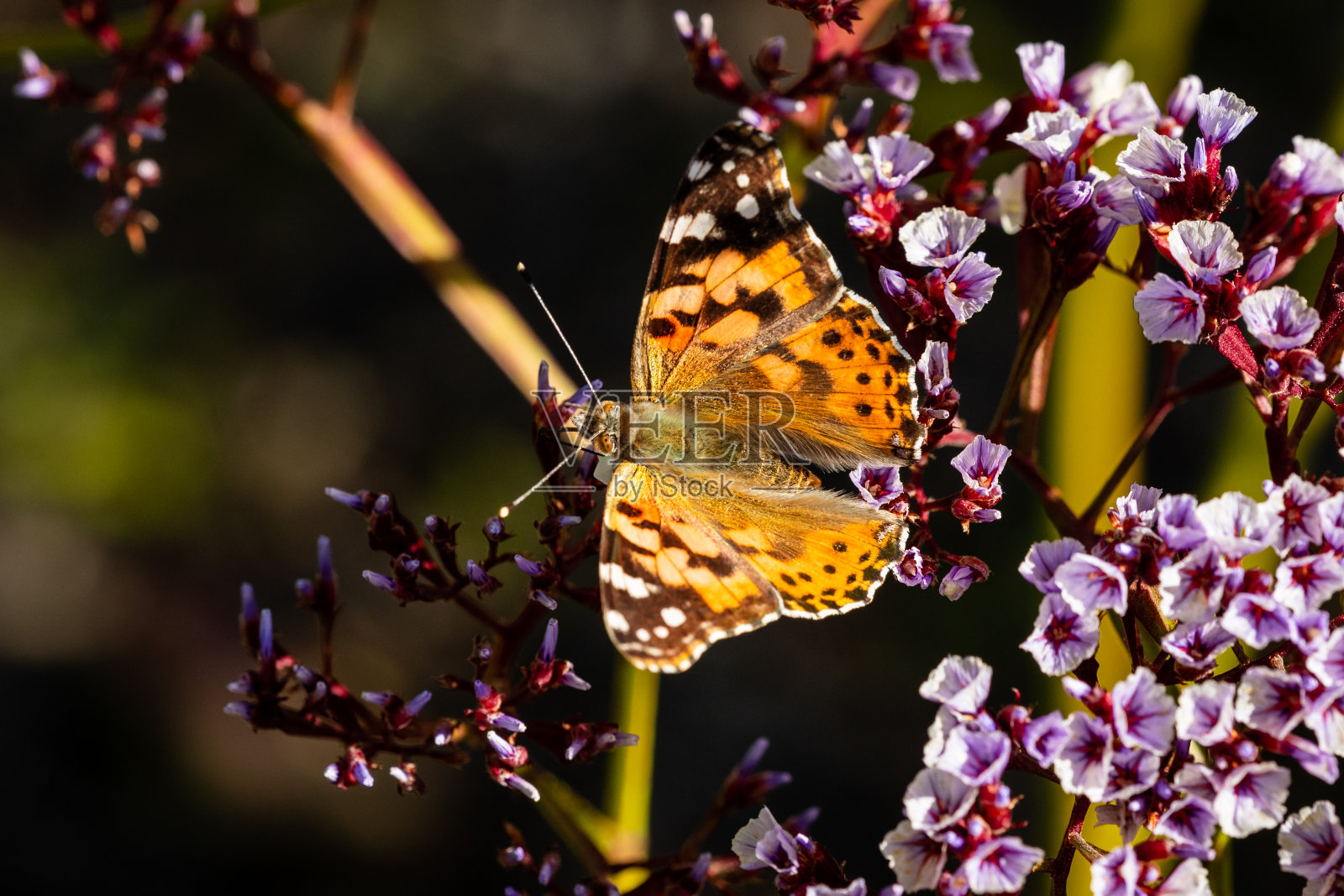 近距离的黄色蝴蝶与花照片摄影图片
