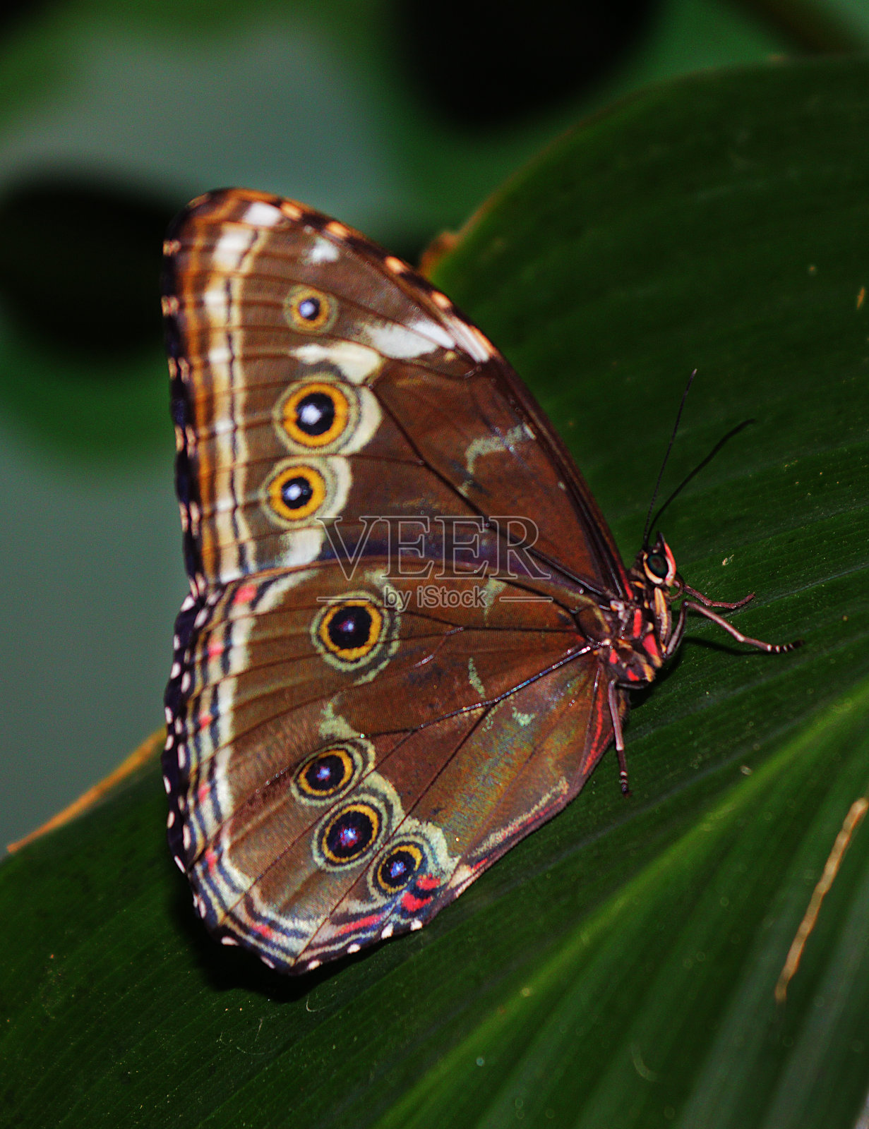蝴蝶在热带雨林照片摄影图片