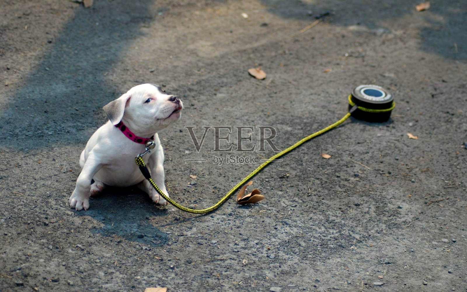 白色的美国小霸道小狗在慢跑休息，通过拉小轮在旁边运动。照片摄影图片