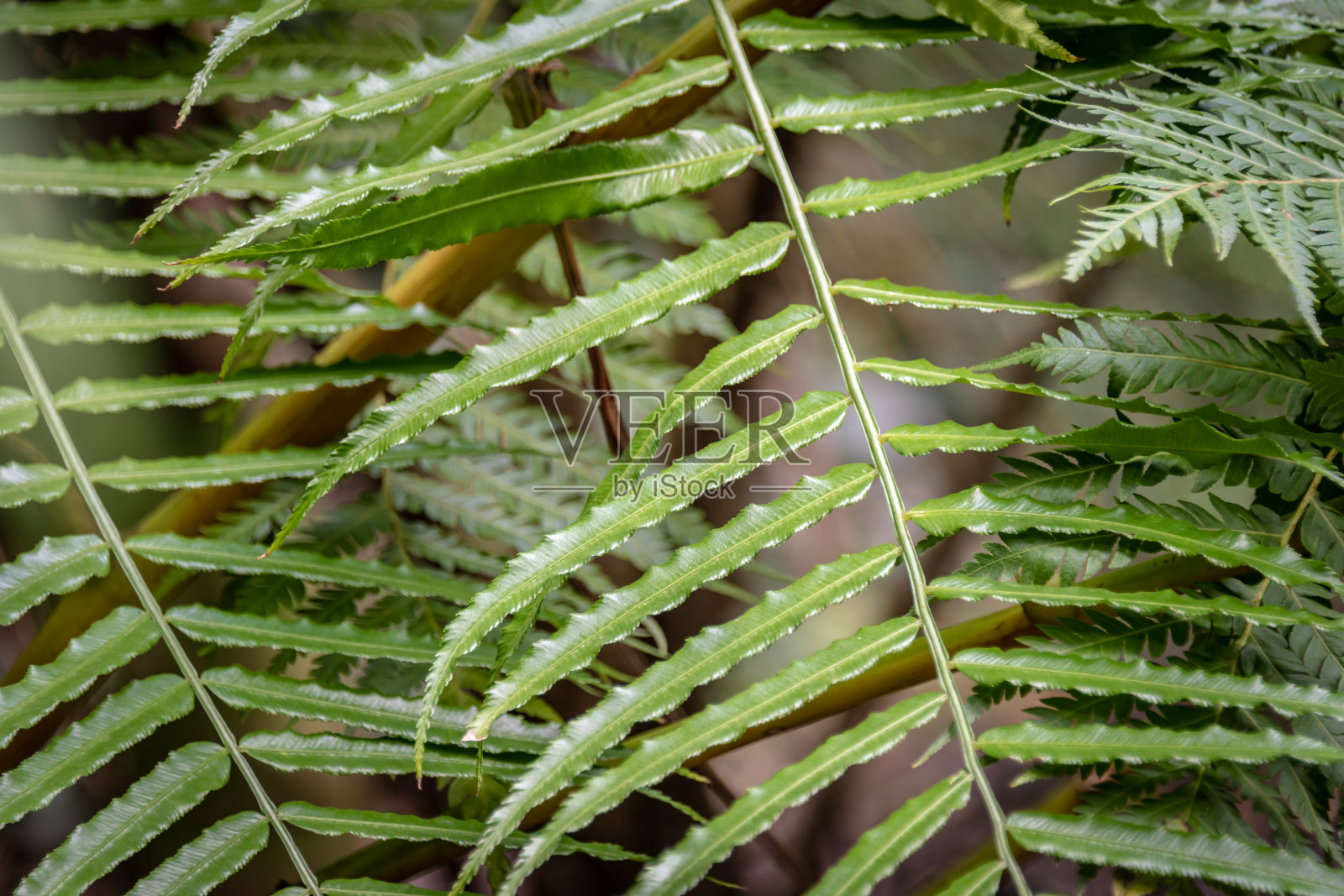 郁郁葱葱的蕨类和热带植物照片摄影图片