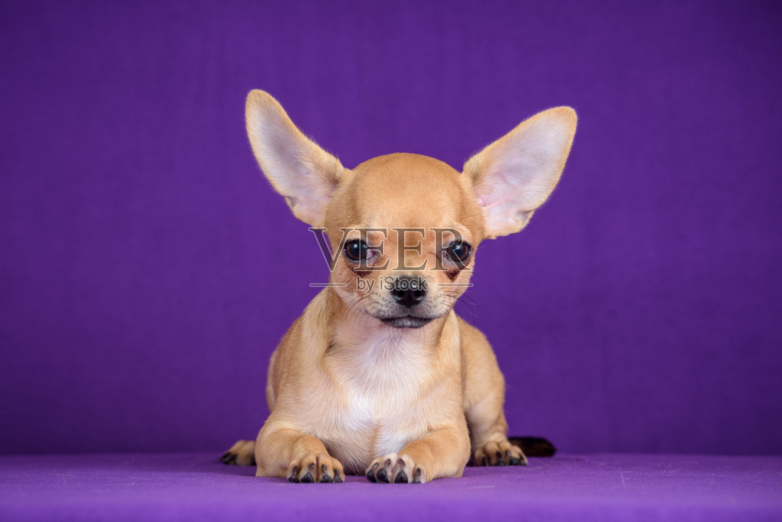 紫色背景上的红色小狗照片摄影图片