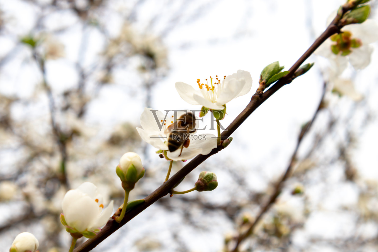 蜜蜂在白花上采集花粉和花蜜来酿蜂蜜。照片摄影图片