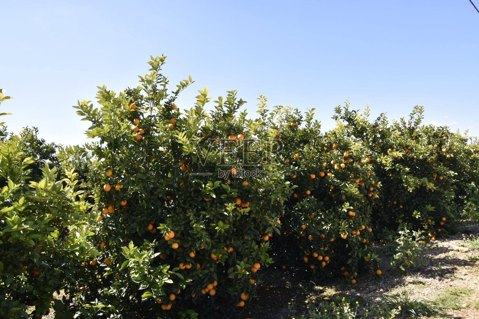 葡萄牙阿尔加维海岸的橙子种植园拉各斯，法罗，阿尔布费拉，Loulé，银照片摄影图片