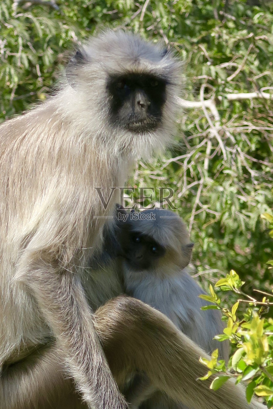 印度乌代普尔，雌印度叶猴/灰叶猴坐着抱着她的婴儿照片摄影图片