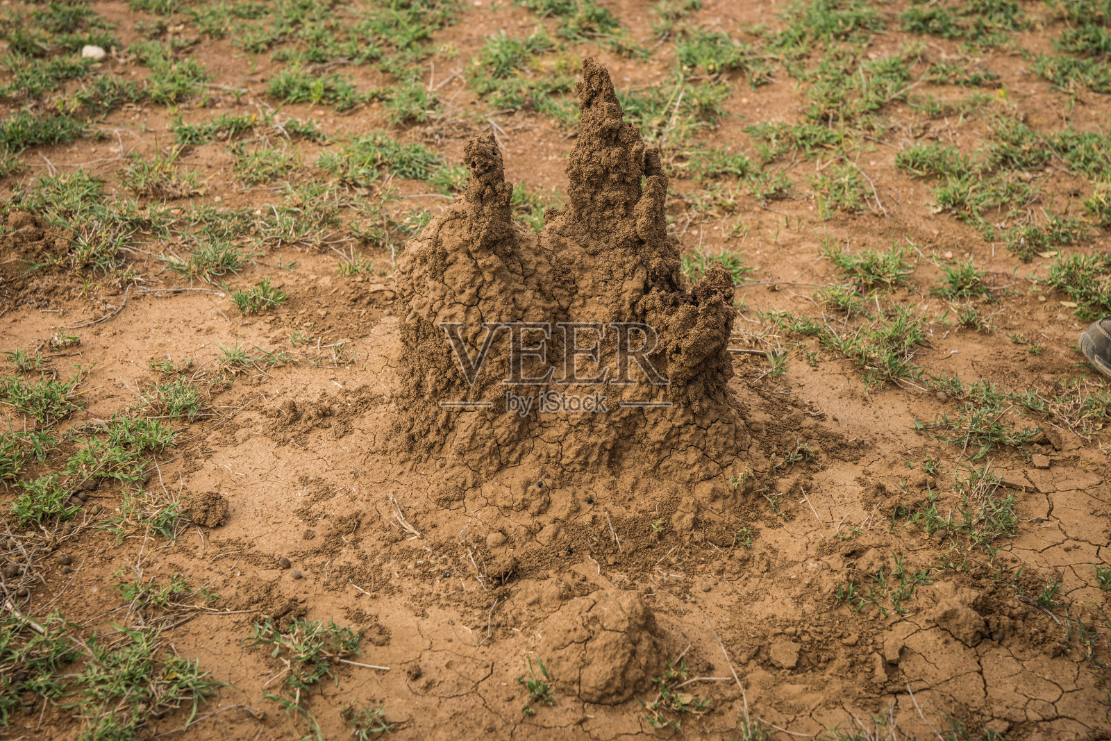 肯尼亚，一堆粘着的泥土，里面住着生活在大殖民地的小型、苍白的软体昆虫照片摄影图片
