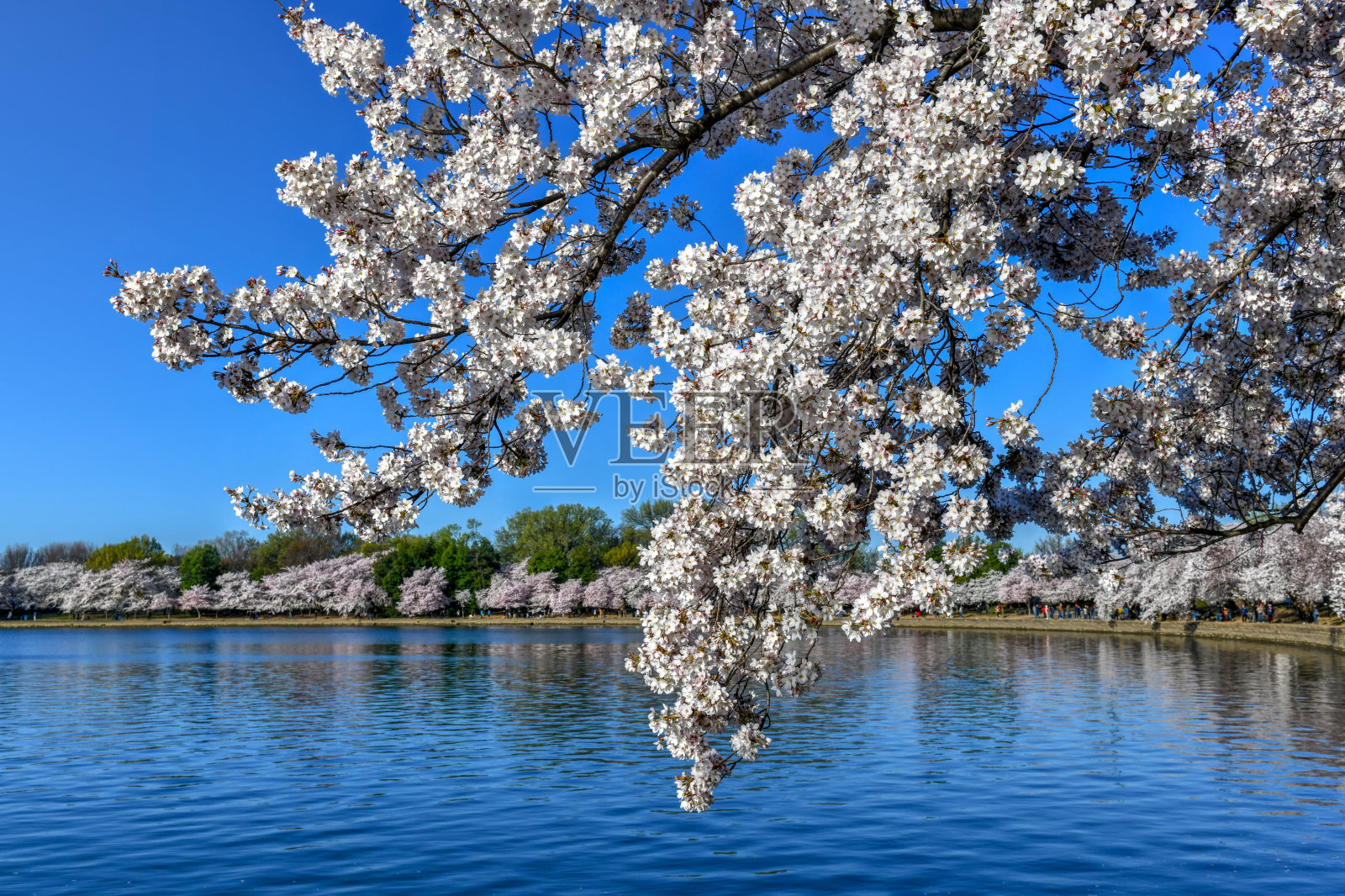 樱花盛开-华盛顿特区照片摄影图片