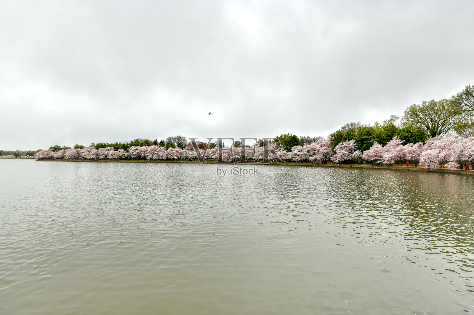 樱花-华盛顿纪念碑照片摄影图片