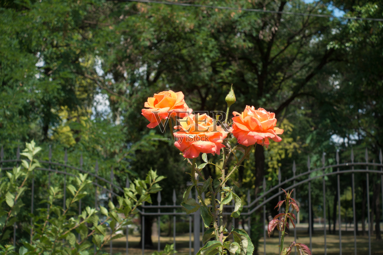 花园里有三朵橙色的玫瑰花照片摄影图片