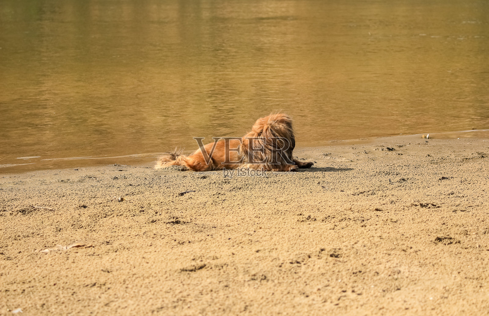 一只红头发的哈巴狗躺在河边的沙滩上休息照片摄影图片