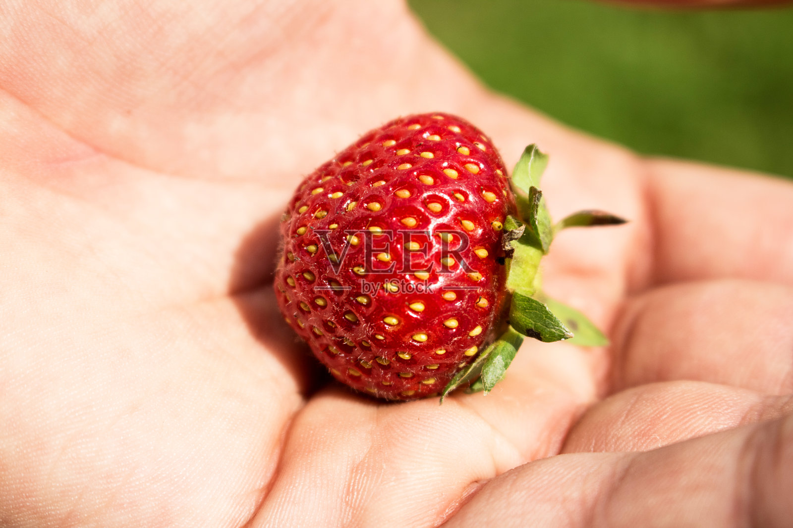 鲜红多汁的草莓放在手上。照片摄影图片