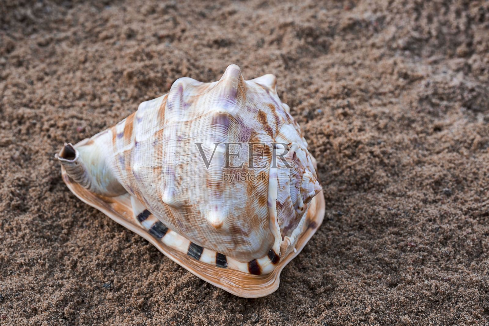 近距离观察孤立的海螺壳。美丽的自然背景。照片摄影图片