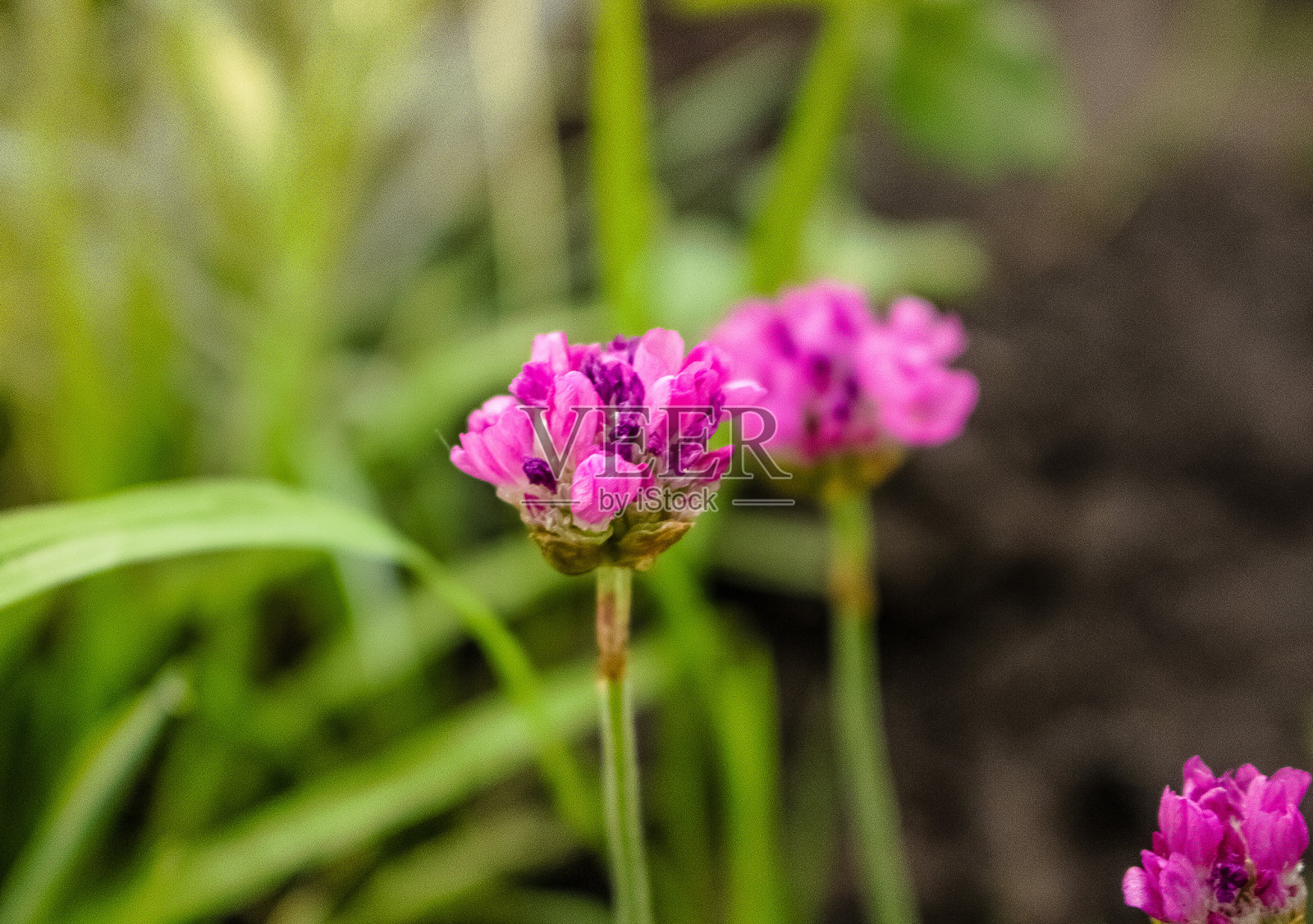 花园里长着许多粉红色的小花照片摄影图片
