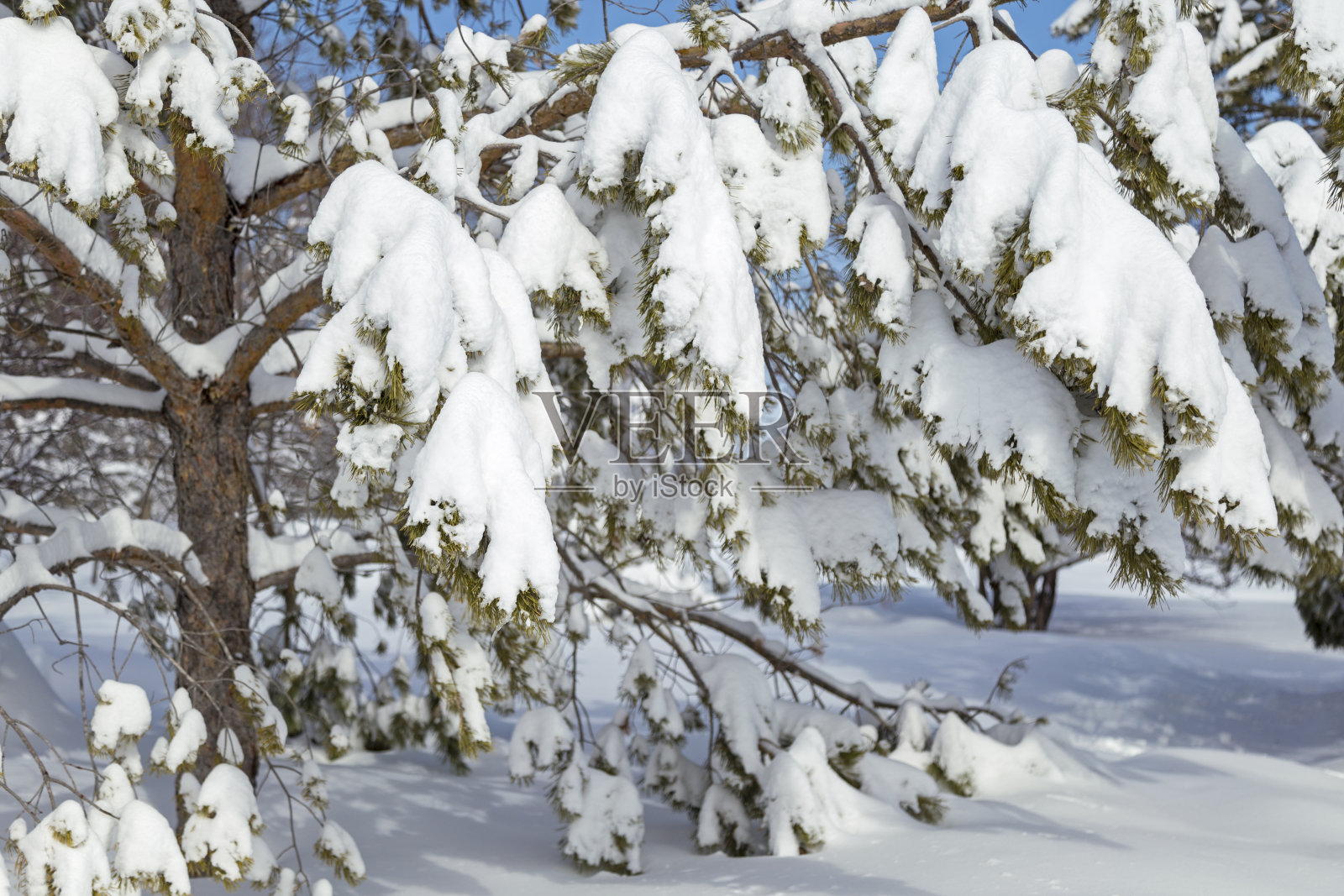 松枝上的厚厚的积雪照片摄影图片