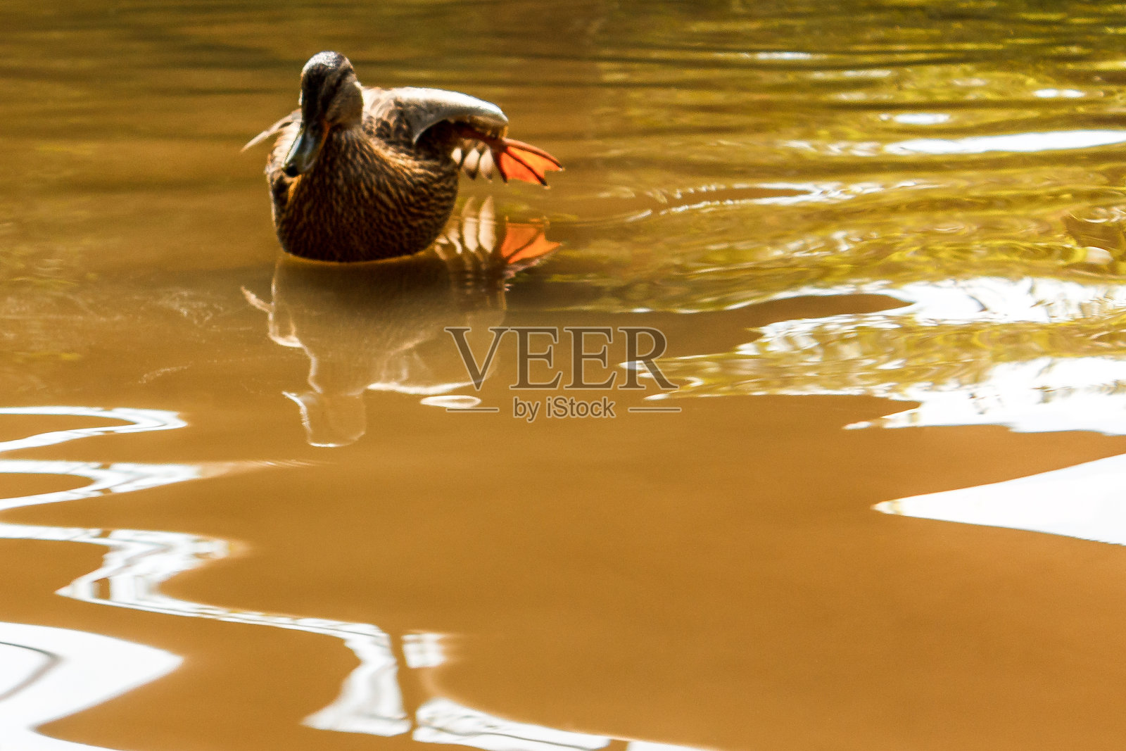 一只棕色的鸭子在河里游泳。照片摄影图片