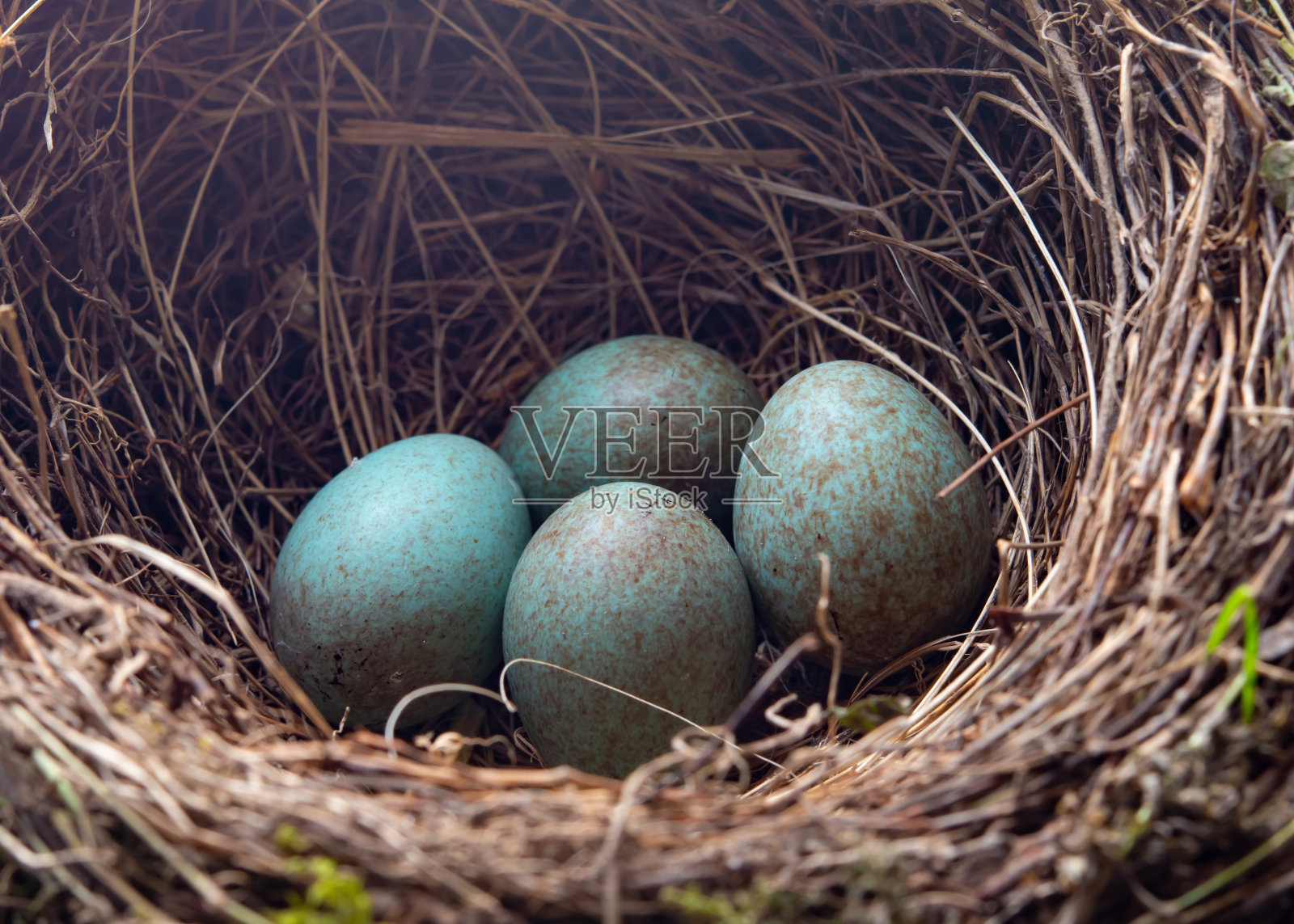 用山鸟的蛋做鸟巢照片摄影图片