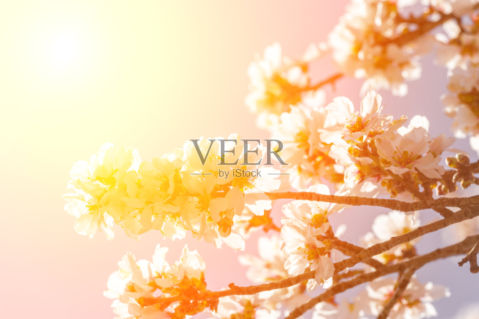 阳光光束的颜色，春天的花，杏树为背景照片摄影图片