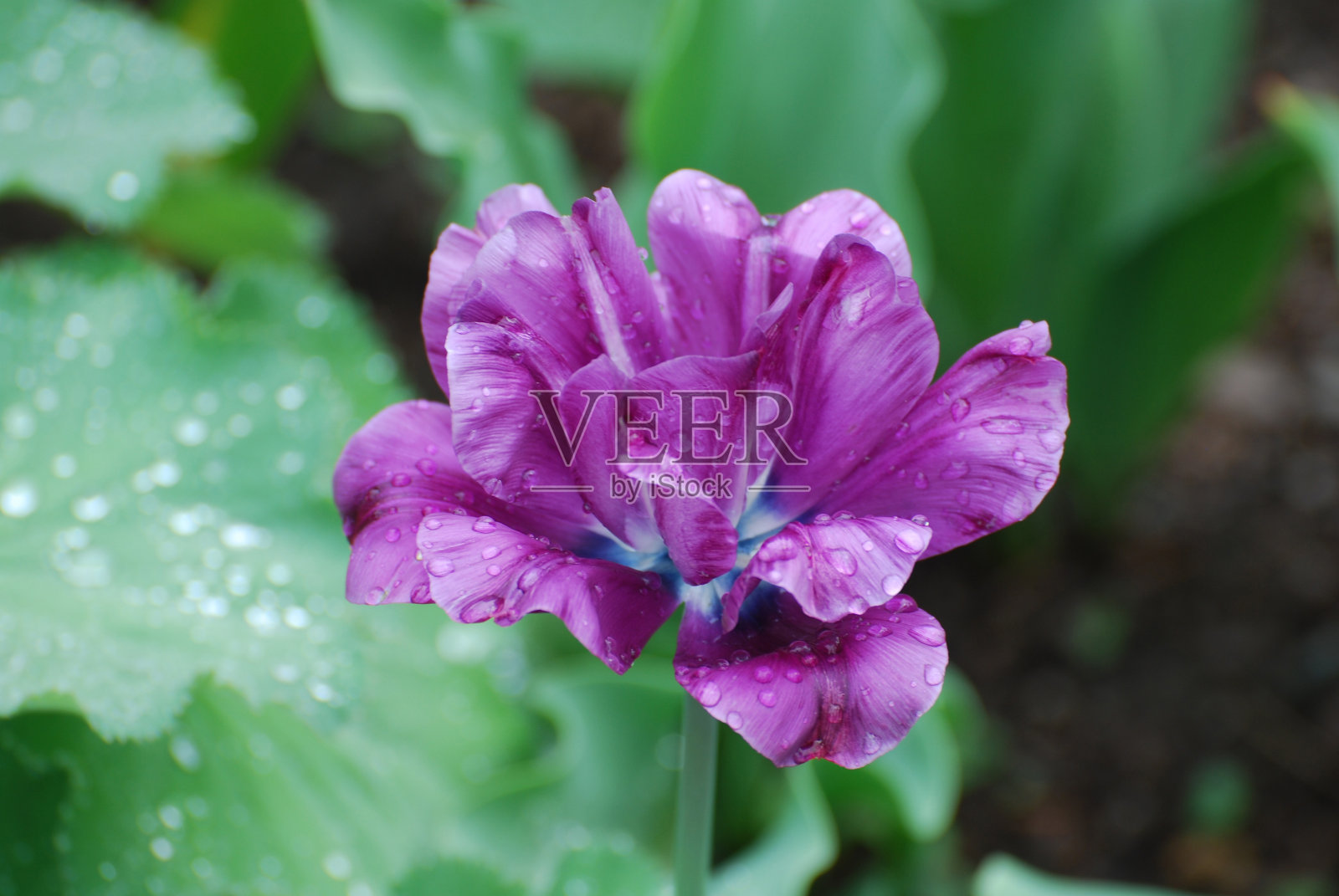 美丽的紫色郁金香花照片摄影图片