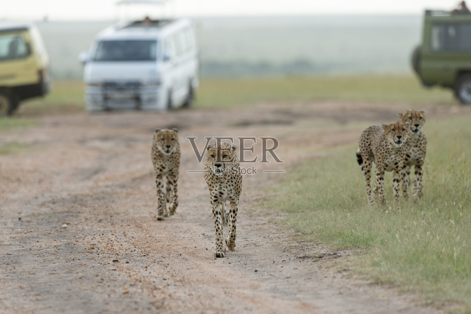非洲肯尼亚马赛马拉野生动物保护区的联盟兄弟猎豹照片摄影图片