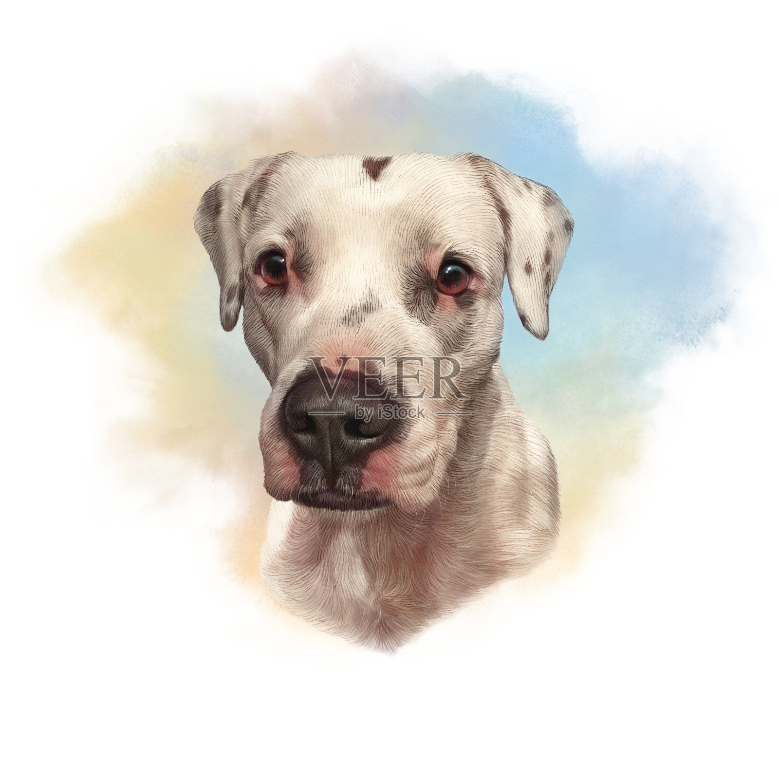 可爱的阿根廷杜高犬的头。插画图片素材