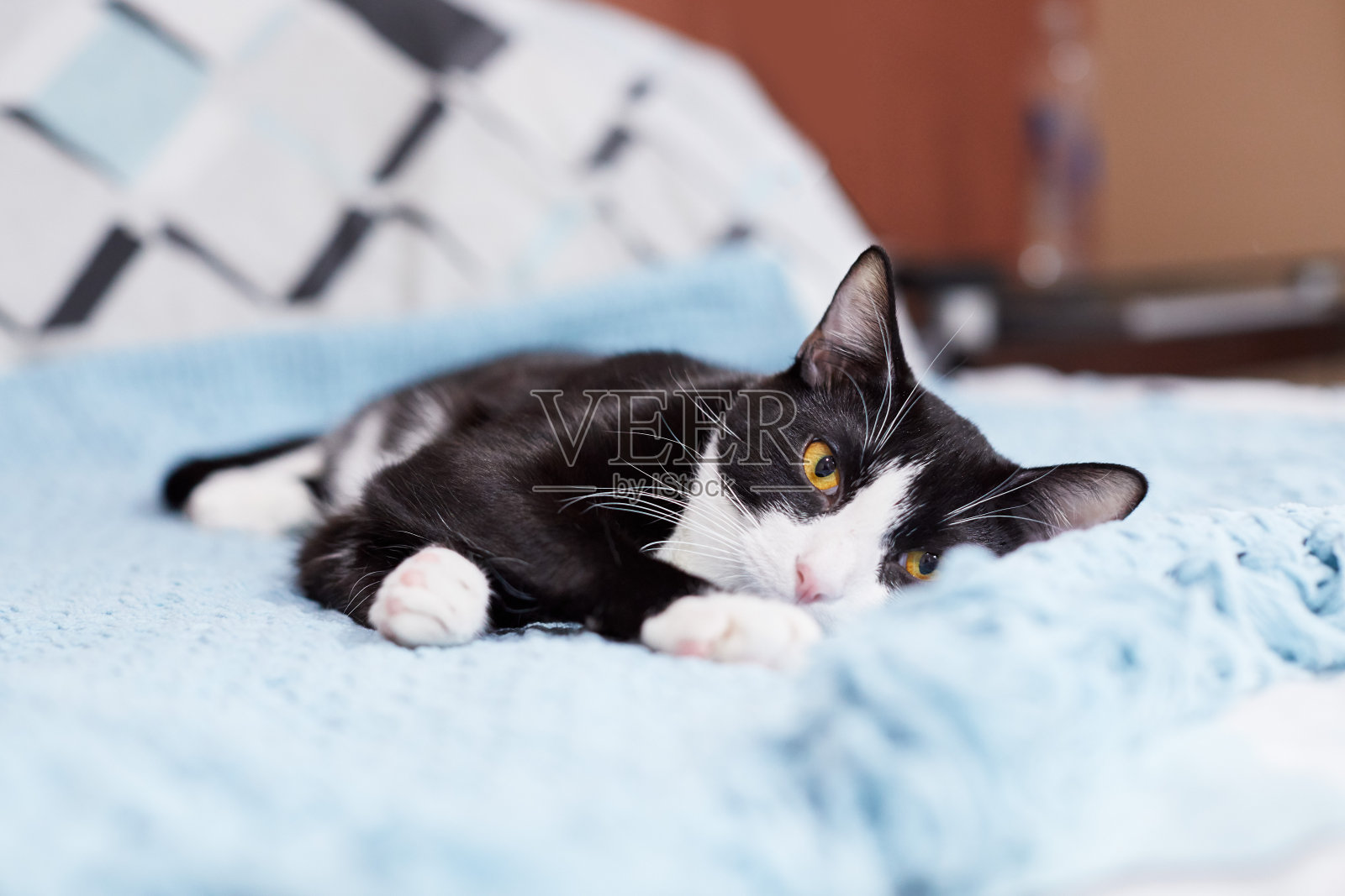 一只黑白相间的猫正在床上休息照片摄影图片