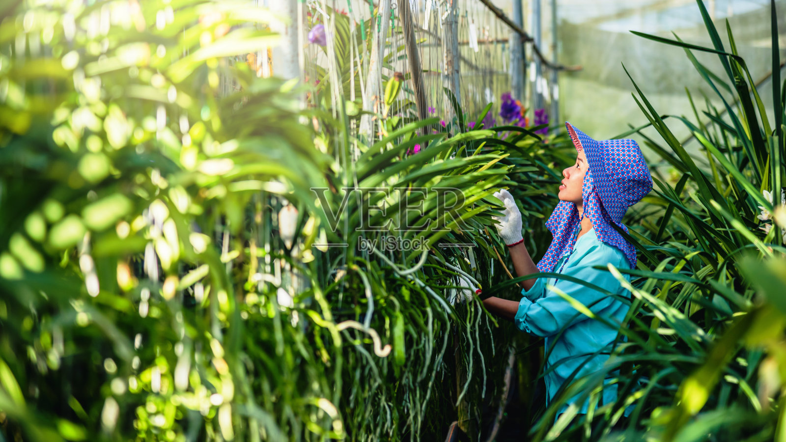 这位年轻的女工正在照料花园里的兰花。农业、兰花种植栽培。兰科,万带兰coerulea照片摄影图片