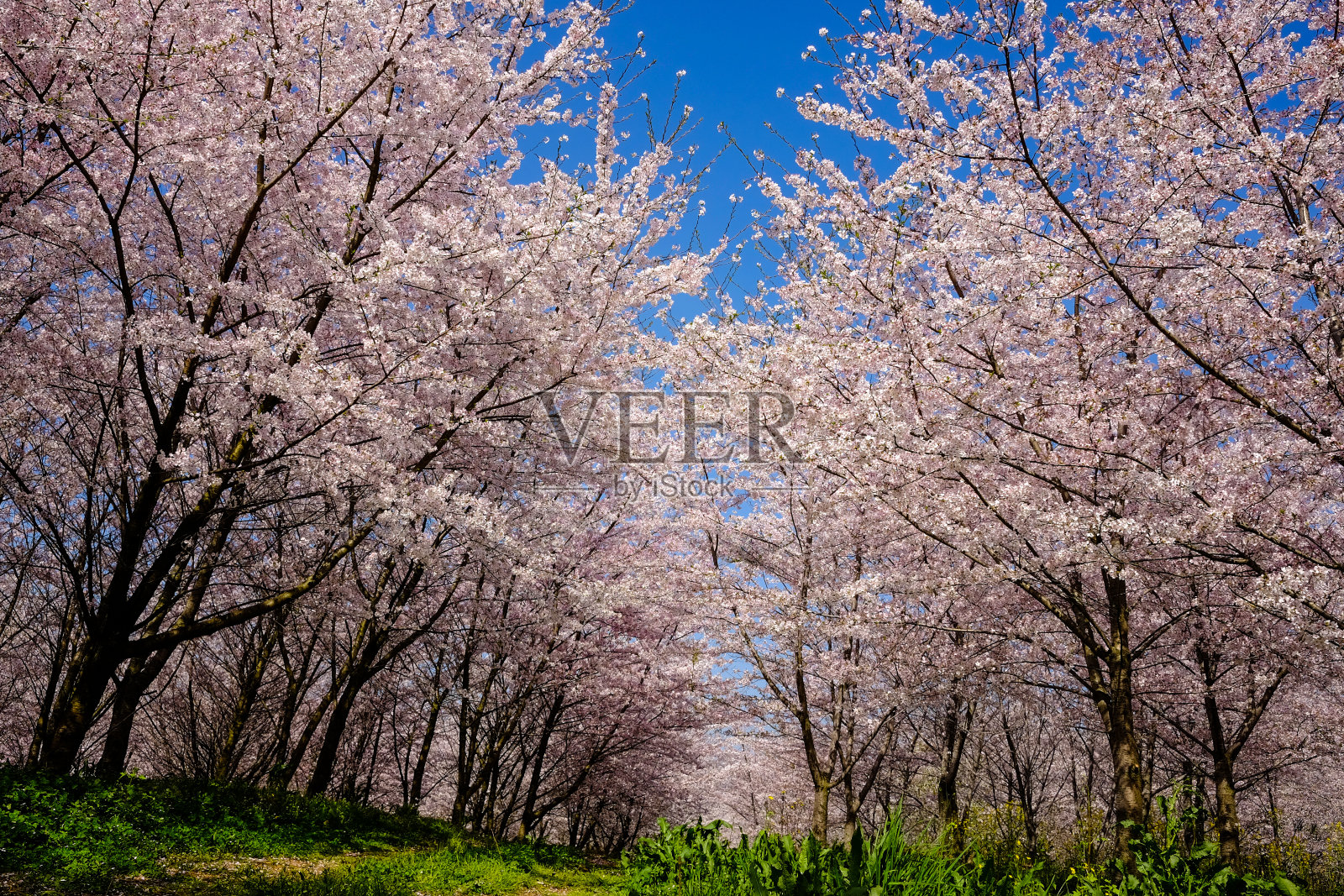 樱花，樱桃树，照片摄影图片