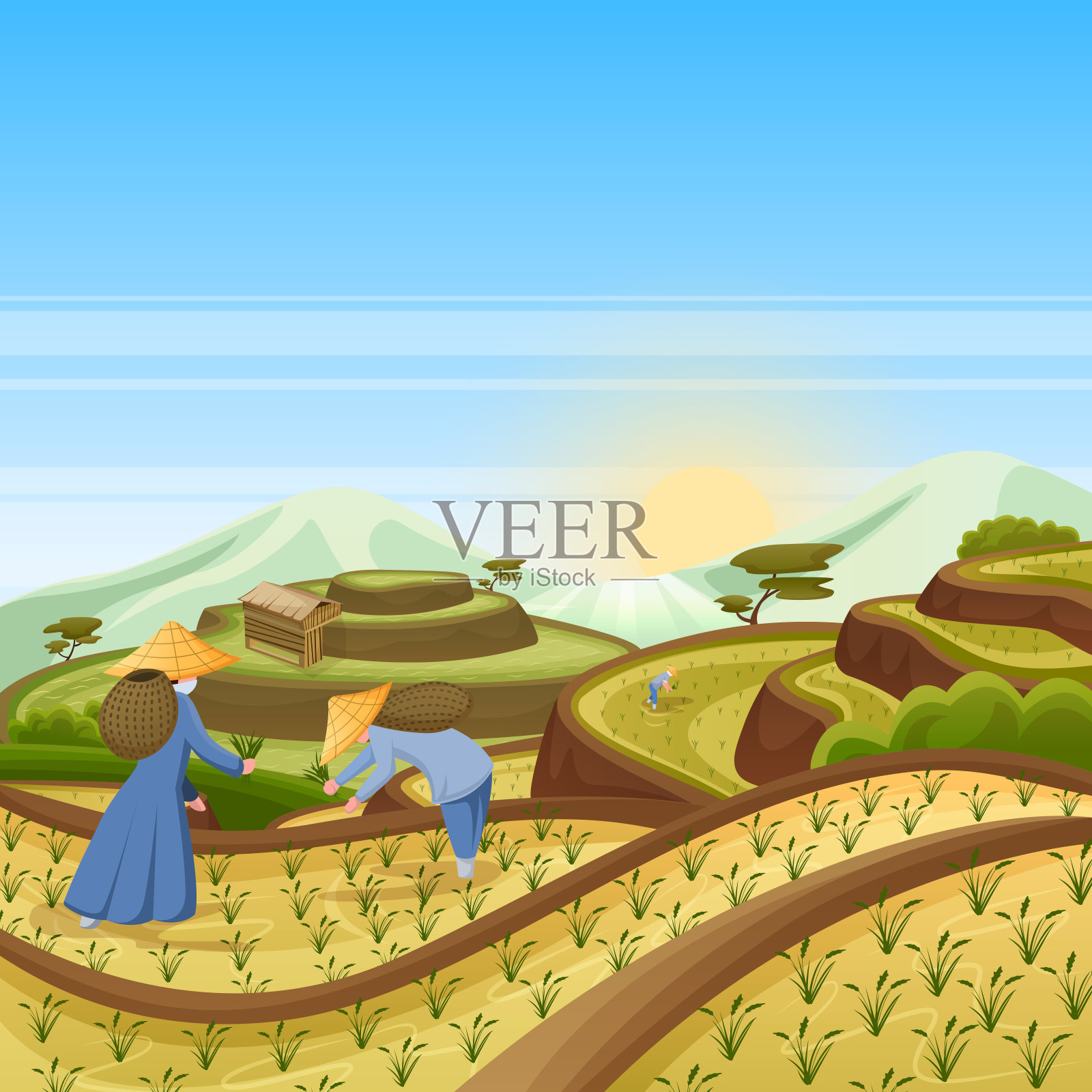 景观背景与绿色水稻梯田。人们在田里收割水稻。收获，农业矢量插图插画图片素材