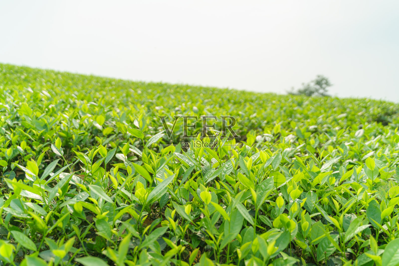 清晨，茶园里新鲜的绿茶叶子和嫩芽照片摄影图片