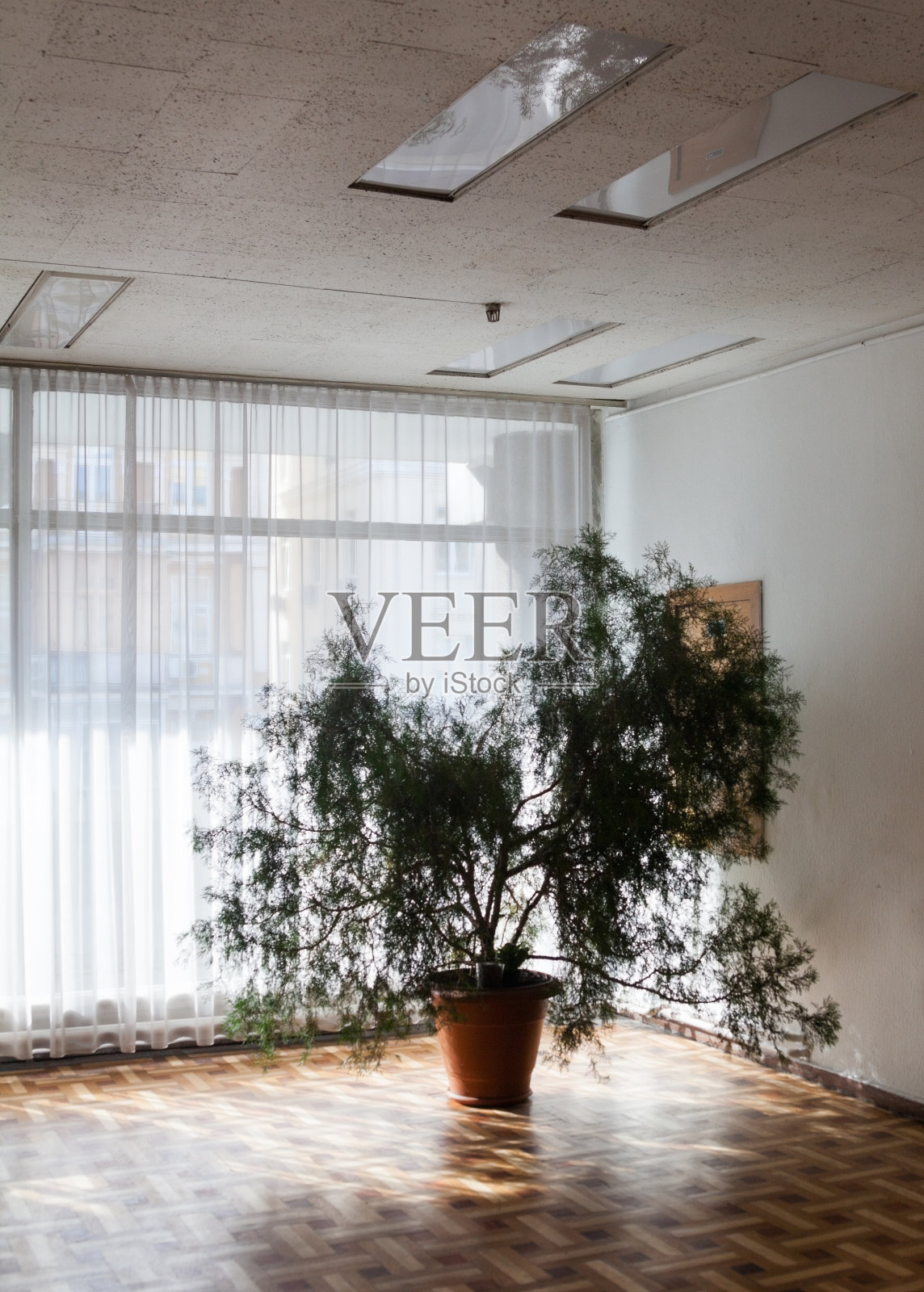 客厅花盆里的绿色植物。照片摄影图片