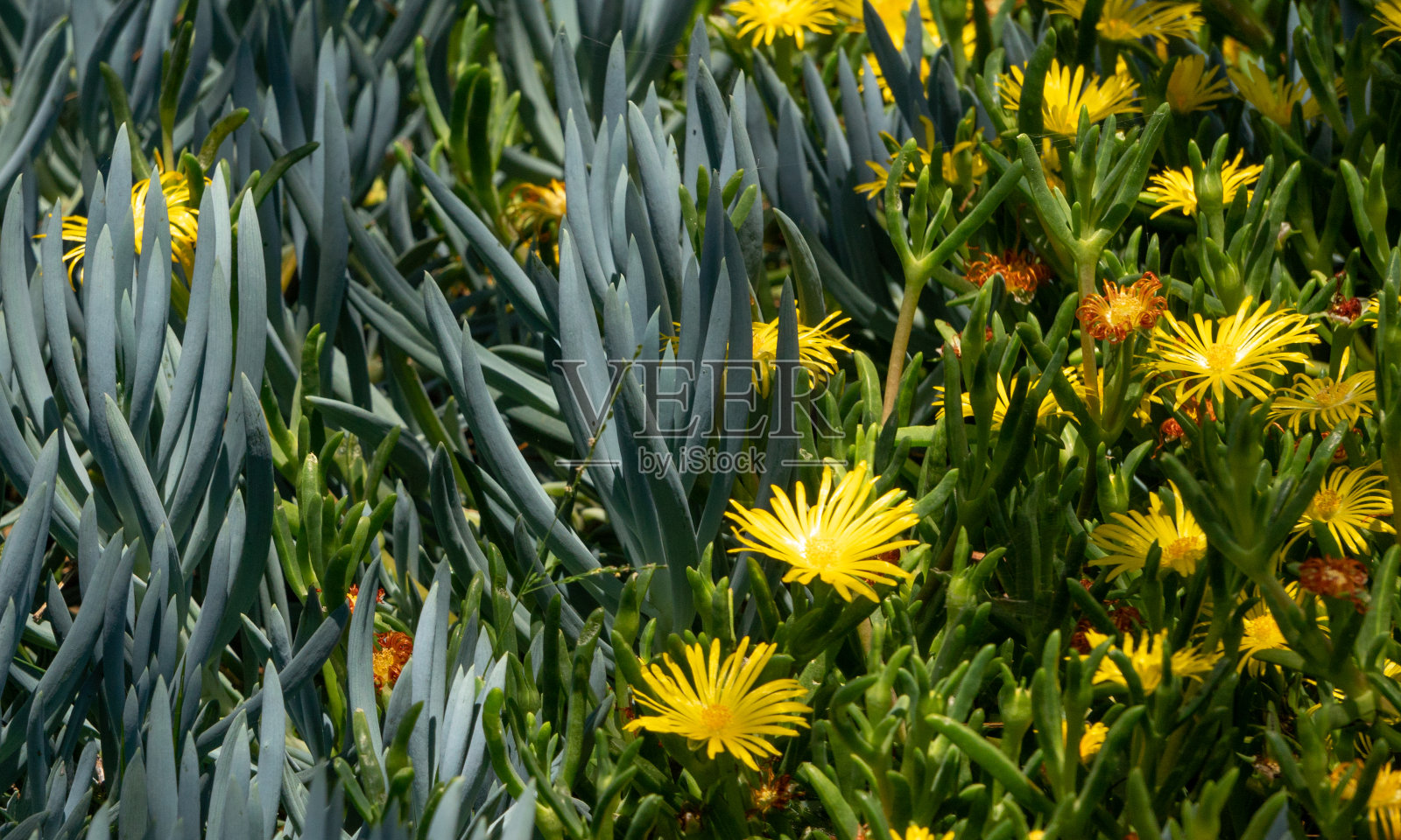 在南加州开花的芦荟花园照片摄影图片