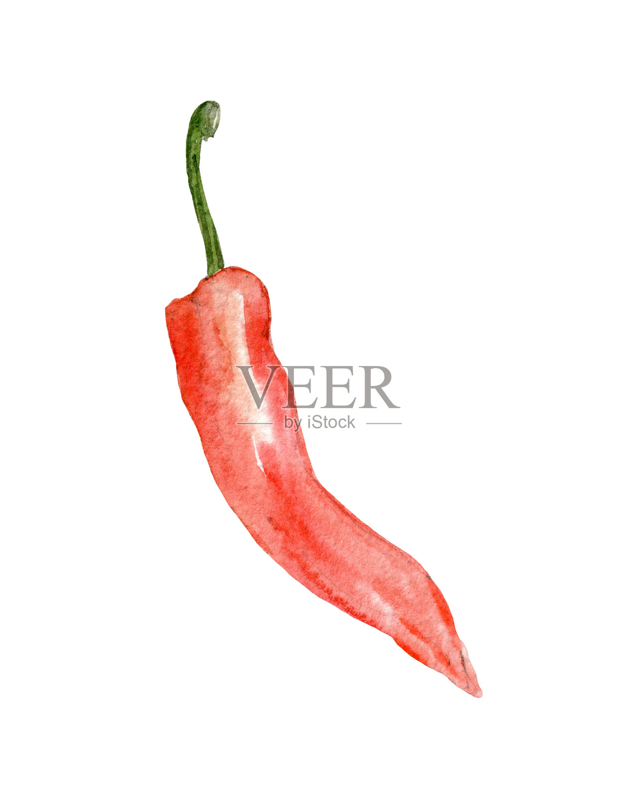 胡椒。手绘插图孤立在白色背景。水彩蔬菜。插画图片素材