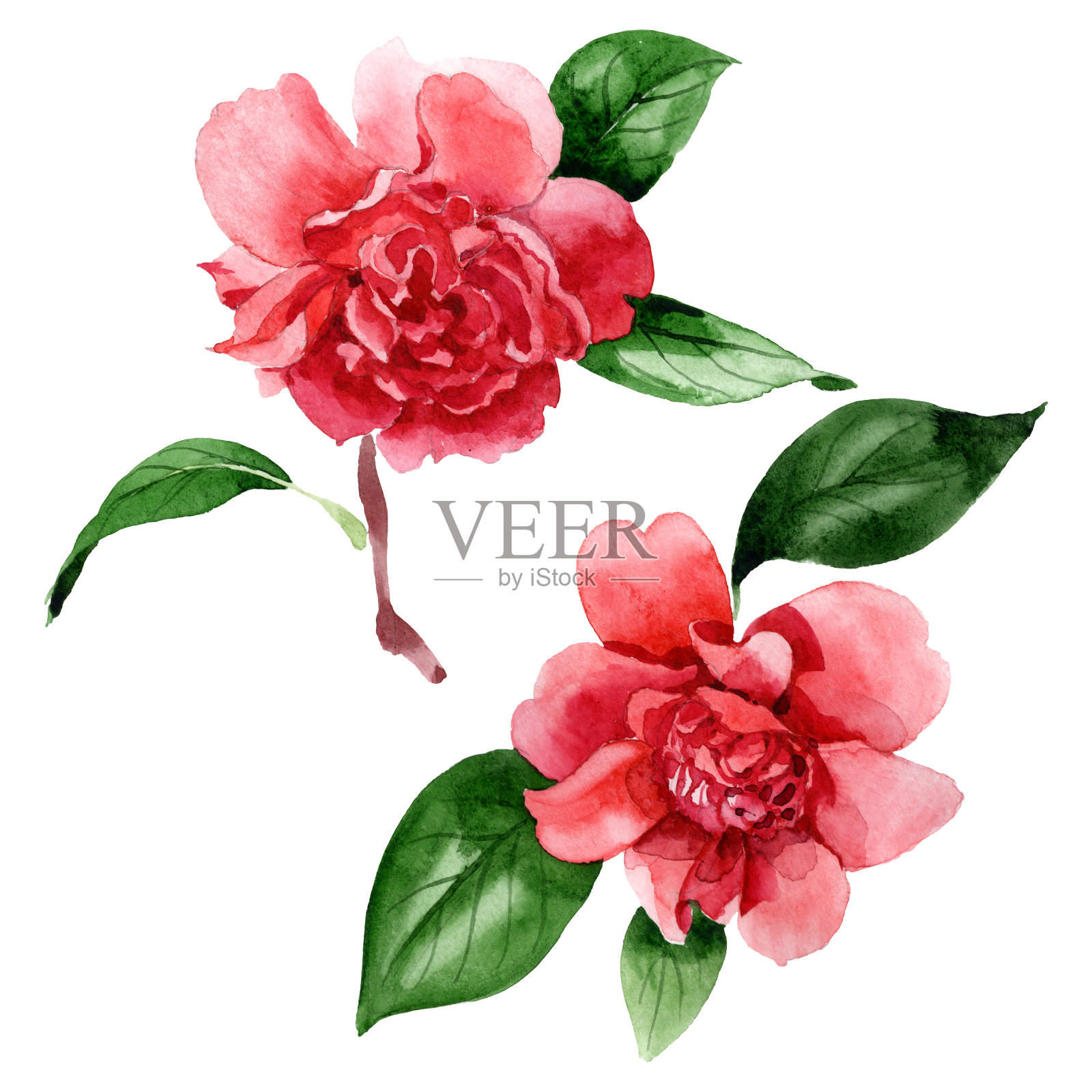 粉红色的山茶属植物花。水彩背景插图集。孤立茶花插图元素。插画图片素材