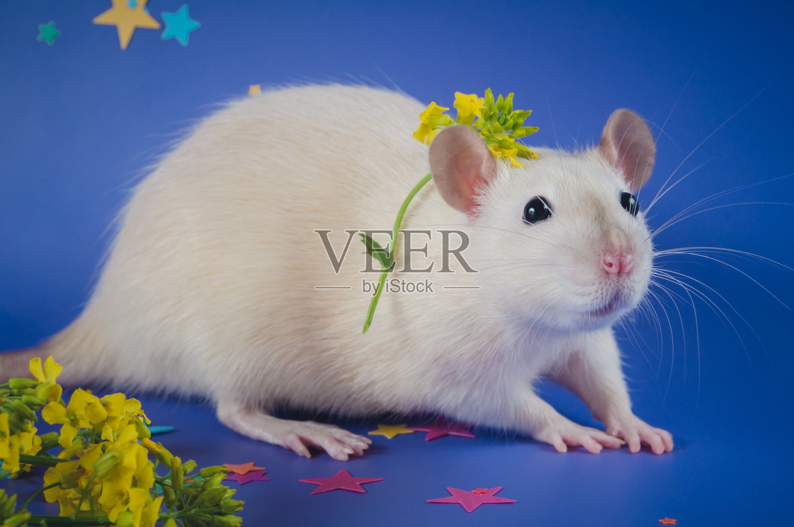 一只粗壮的白老鼠站在紫色的背景上，旁边是黄色的花。照片摄影图片