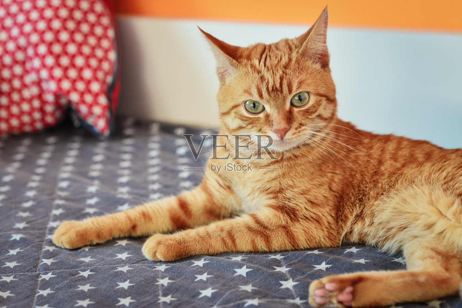 可爱的红猫躺在沙发上照片摄影图片