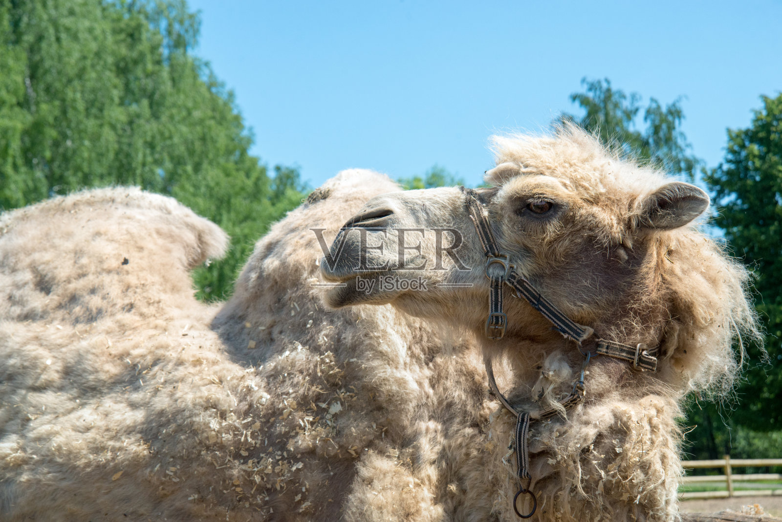 特写骆驼的鼻子和嘴，鼻孔闭合以防止沙子进入照片摄影图片
