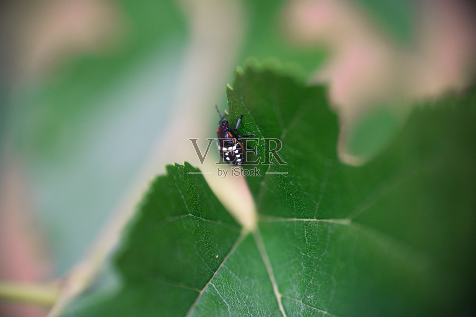 南方绿椿象幼虫或Nezara Viridula的宏观照片摄影图片